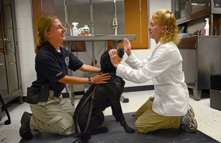 Law enforcement dogs